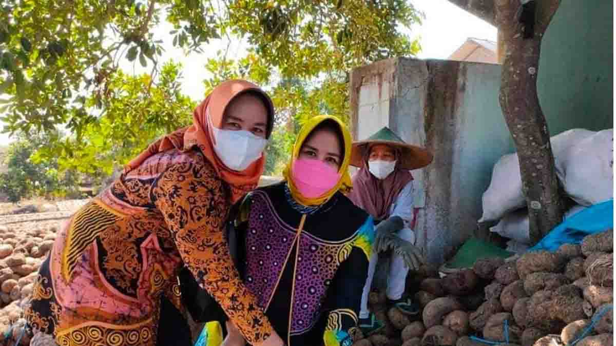 Syarifatul Syadiah Dukung Perkembangan Porang Di Bumi Batiwakkal
