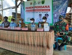 Babinsa Koramil Talisayan Ikut   Melaksanakan Panen Jagung Perdana