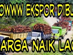 Andi Amir,  Harga TBS Sawit Naik