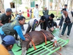 Wabup Kasmidi Sembelih Hewan Qurban di Masjid Agung Al Faruq