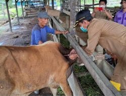 Pemkab Berau Bersama Distannak Berau, Lakukan Vaksinasi dan Pemberian Vitamin Bagi Hewan Ternak Milik Masyakakat