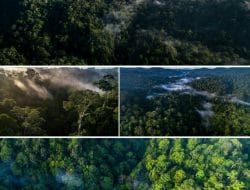 Hutan Wehea di Muara Wahau Merupakan Salah Satu Hutan Tropis Indonesia yang Memiliki Kekayaan Alam