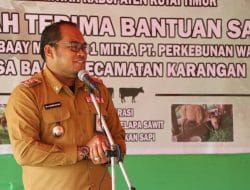 Bantuan 12 Ekor Sapi Bali Diserahkan Wabup Kasmidi Bulang Untuk Kelompok Tani Baay Mandiri 1