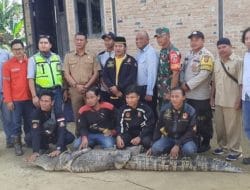 Buaya di Kabo Kembali Ditangkap, Kades: Warga Harap Hati-Hati