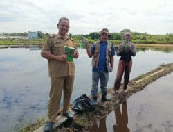Dukung Ketahanan pangan Pemerintah, Kampung Sukan Tengah Datangkan bibit Unggul Padi sawah tanah masam, jenis Inpari Dari Pulau Jawa