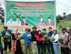 Panen Perdana Poktan Cahaya Baru Desa Tepian Baru Bengalon Hasilkan 60 Ton Semangka