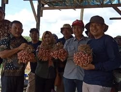 Pengembangan Budidaya Bawang Merah di Kutim Terus Digalakkan oleh Poktan Lestari Mandiri Jaya Ranpul