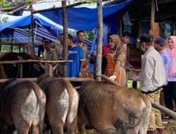 Bupati Berau Pantau Ketersedian Hewan Kurban Jelang Idul Adha