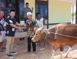 Budi Bulang Serahkan Bantuan 1 Sapi Qurban ke Masjid Al-Amin