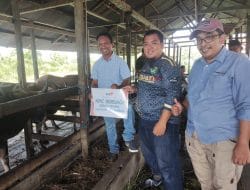 PT KPC Kembali Distribusikan 57 Hewan Kurban