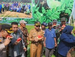 Poktan Lestari Mandiri Jaya Bisa Hasilkan Ratusan Juta Dalam Sekali Panen Buah Semangka