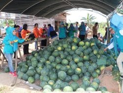 Bupati Ardiansyah Dijadwalkan Akan Melakukan Panen Buah Semangka di Rantau Pulung pada 23 Mei Mendatang