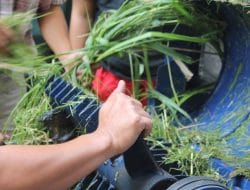 DTPHP Kutim Berikan Bantuan Benih Pakan dan Mesin Chopper kepada Peternak Sapi di Kutim