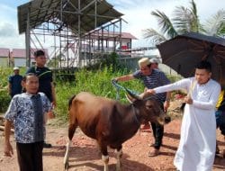 Idul Adha 1444 H, DPD KNPI Kutim Sembelih Satu Ekor Sapi Kurban di Jalan Kenyamukan
