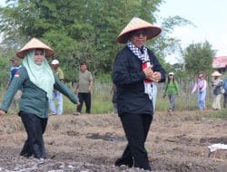 Bupati Ardiansyah Secara Simbolis Lakukan Penanaman Bibit Bawang Merah di Lahan Poktan Adem Ayem