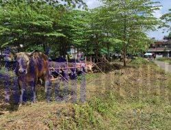 Pemkab Kukar Pastikan Pasokan Hewan Kurban Iduladha Terpenuhi