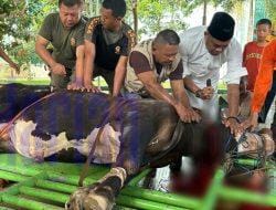 Wabup Kasmidi Bulang Sembelih Hewan Qurban di Masjid Agung Al Faruq
