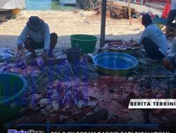 256,5 Kilogram Daging Sapi Disalurkan untuk Warga Pulau Derawan
