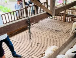 Pemkab Kutim Belajar dari Cipta Visi Farm, Tingkatkan Peternakan Modern di Kutim